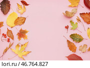 Осенние листья с ягодами вибурнума на розовом фоне. Стоковое фото, фотограф Pixel_shot / Фотобанк Лори