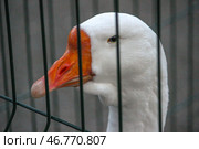 Эгоизм. Стоковое фото, фотограф Елизавета Косянчук / Фотобанк Лори
