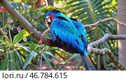 Macaw with attentive mood perching on branch in tropical forest. Стоковое AI-видео, аниматор KATERINA AI / Фотобанк Лори