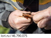 A gardener cuts a scion branch of a fruit tree with a knife blade for grafting garden trees in spring. Стоковое фото, фотограф Коханова Наталья / Фотобанк Лори