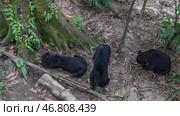 Three biruangs Helarctos malayanus are feeding. Endemic animals eat fruits laid out on the ground at the roots of trees. Top view. Malaysia. Borneo. Sandakan. Bornean Sun Bear Conservation Centre. Стоковое фото, фотограф Вера Ивановна Кубарева / Фотобанк Лори