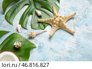 Композиция с пальмовыми листьями, морскими звездами и морскими ракушками на цветном фоне. Стоковое фото, фотограф Pixel_shot / Фотобанк Лори