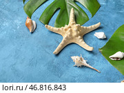 Композиция с пальмовыми листьями, морскими звездами и морскими ракушками на цветном фоне. Стоковое фото, фотограф Pixel_shot / Фотобанк Лори