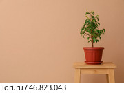 Фикус Бенджамина на деревянном табурете у бежевой стены. Стоковое фото, фотограф Pixel_shot / Фотобанк Лори