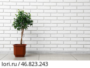 Фикус возле стены из белого кирпича. Стоковое фото, фотограф Pixel_shot / Фотобанк Лори
