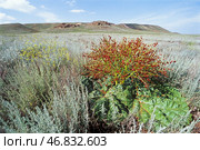 Ревень татарский (Rheum tataricum L. f., семейство Polygonaceae). Астраханская степь, Богдинско-Баскунчакский заповедник, Ахтубинский район. Редакционное фото, фотограф Павел Просянов / Фотобанк Лори