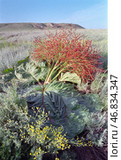 Ревень татарский Rheum tataricum L. f. (семейство Polygonaceae) . Астраханская степь, Богдинско-Баскунчакский заповедник, Ахтубинский район. Стоковое фото, фотограф Павел Просянов / Фотобанк Лори