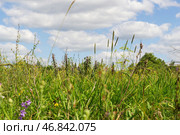 Луговая растительность, трава и цветы, жаркое и засушливое лето, конец июля. Тульская область, Россия. Стоковое фото, фотограф Андрей Цыганков / Фотобанк Лори