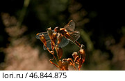 Insects in macro photography. Creative. Small flowers on which dragonflies and a grasshopper sit and wiggle their whiskers and the sun shines on them. Стоковое фото, фотограф Данил Руденко / Фотобанк Лори