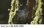 Large spiderweb , on a tree, on morning dew, with natural background, very solid cobweb. Стоковое фото, фотограф Данил Руденко / Фотобанк Лори