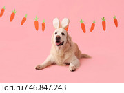 Милый лабрадор в кроличьих ушках с бумажными морковками на розовом фоне. Празднование Пасхи. Стоковое фото, фотограф Pixel_shot / Фотобанк Лори
