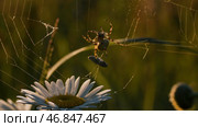 Thin spider web.Creative.Landscape with green grass where you can see the stretched web that the spider made and then hid in a chamomile with curved petals. Стоковое фото, фотограф Данил Руденко / Фотобанк Лори