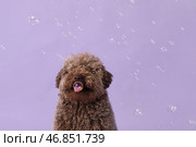Милый пудель и мыльные пузыри на сиреневом фоне. Стоковое фото, фотограф Pixel_shot / Фотобанк Лори