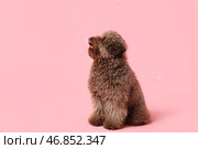 Милый пудель и мыльные пузыри на розовом фоне. Стоковое фото, фотограф Pixel_shot / Фотобанк Лори