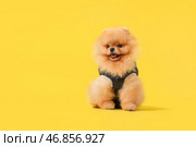 Милый померанский шпиц в костюме для восстановления после стерилизации на желтом фоне. Стоковое фото, фотограф Pixel_shot / Фотобанк Лори