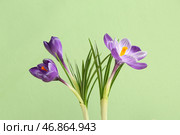 Красивые цветы крокусы на зеленом фоне, крупным планом. Стоковое фото, фотограф Pixel_shot / Фотобанк Лори