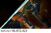 Bottom view of beautiful golden fishes in aquarium swimming and eating. Стоковое фото, фотограф David Kashakhi / Фотобанк Лори