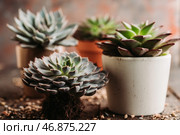 Красивые суккуленты, эхеверия, на старом деревянном столе. Малая глубина резкости. Стоковое фото, фотограф Андрей Пустякин / Фотобанк Лори