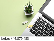 USB-накопители, современный ноутбук и комнатное растение на зеленом столе. Стоковое фото, фотограф Pixel_shot / Фотобанк Лори