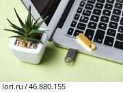 USB-накопители, современный ноутбук и комнатное растение на зеленом столе. Стоковое фото, фотограф Pixel_shot / Фотобанк Лори