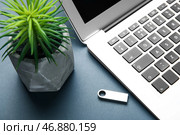 USB-накопитель, современный ноутбук и комнатное растение на сером столе. Стоковое фото, фотограф Pixel_shot / Фотобанк Лори