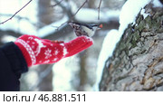 Close up for a small bird of nuthatch taking nut from a man hand in red mitten in winter forest. Стоковое фото, фотограф David Kashakhi / Фотобанк Лори