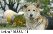 Sad beige dog-mongrel on a leash is . Стоковое фото, фотограф David Kashakhi / Фотобанк Лори
