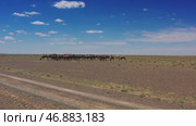 Aerial view of Bactrian camels group in Mongolia. Стоковое видео, видеограф Михаил Коханчиков / Фотобанк Лори