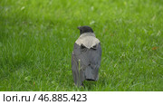Black jungle crow standing and eating a piece of bread on the green grass. Стоковое фото, фотограф David Kashakhi / Фотобанк Лори
