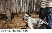 Man walking with a Dalmatian dog, view from the back. Стоковое фото, фотограф David Kashakhi / Фотобанк Лори