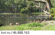 Ducks in the Green Park on a beautiful summer day. Стоковое фото, фотограф David Kashakhi / Фотобанк Лори