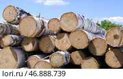Felled birchesCut up birch on a pile in the forest. Стоковое фото, фотограф David Kashakhi / Фотобанк Лори