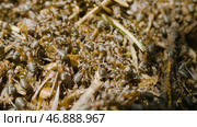 Anthill in the forest closeup. Стоковое фото, фотограф David Kashakhi / Фотобанк Лори