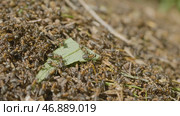 Ants moving in anthill Marco many insects background. Стоковое фото, фотограф David Kashakhi / Фотобанк Лори