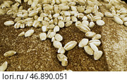 Close up view of delicious crispy crust of bread loaf, bakery product made of rye flour, foodporn concept. Стоковое фото, фотограф David Kashakhi / Фотобанк Лори