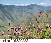 View on Altai valley from mountain pass Chike-Taman. Cirsium bushes are on foreground. Стоковое фото, фотограф Сергей Пристяжнюк (Serg Zastavkin) / Фотобанк Лори