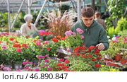 Guy is touched and mesmerized by dense and thick rich inflorescences of decorative half-shrub pentas. Стоковое видео, видеограф Яков Филимонов / Фотобанк Лори