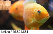 Close up for gold fishes swimming in freshwater aquarium, unique creatures concept. Стоковое фото, фотограф David Kashakhi / Фотобанк Лори