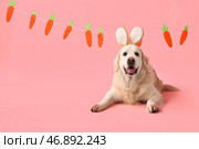 Милый лабрадор в кроличьих ушках с бумажными морковками на розовом фоне. Празднование Пасхи. Стоковое фото, фотограф Pixel_shot / Фотобанк Лори