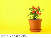 Перечное дерево в горшке на желтом фоне. Стоковое фото, фотограф Pixel_shot / Фотобанк Лори