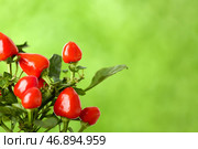 Перечное дерево на размытом фоне, крупным планом. Стоковое фото, фотограф Pixel_shot / Фотобанк Лори