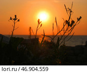 Sunset Silhouette of Wildflowers by the Ocean Horizon. Стоковое фото, фотограф Мара Фрибус / Фотобанк Лори