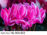 Розовые цикламены. Стоковое фото, фотограф Сергей Карпухин / ТАСС / Фотобанк Лори