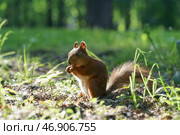 Белка есть орешек (2019 год). Стоковое фото, фотограф YuryKara / Фотобанк Лори