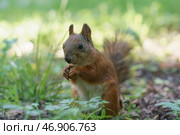 Белка есть орешек (2019 год). Стоковое фото, фотограф YuryKara / Фотобанк Лори
