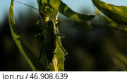 Close up of green big beetle sitting on the green plant stem. Стоковое фото, фотограф David Kashakhi / Фотобанк Лори