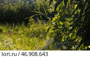 Creative Flying tiny insects above the meadow. Стоковое фото, фотограф David Kashakhi / Фотобанк Лори