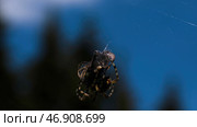 Close up of a spider with a captured victim on blurred nature and blue sky background. Стоковое фото, фотограф David Kashakhi / Фотобанк Лори