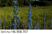Close up of fresh and beautiful flowers in the field under the shining sun. Стоковое фото, фотограф David Kashakhi / Фотобанк Лори