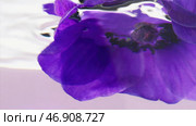 Close up side view of plunging a violet flower bud underwater. Стоковое фото, фотограф David Kashakhi / Фотобанк Лори